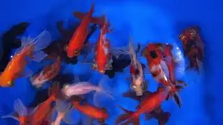 Medium Mixed Telescope Eye Fantail Goldfish from Blue Ridge Koi