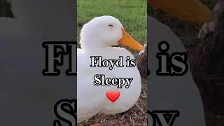 Floyd is Sleepy #duck #sleep #toocute #shorts #birds #fyp #cuteanimals #nature