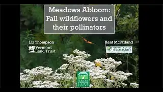 Fall Wildflowers & Pollinators - Vermont Land Trust 2020 Online Video series
