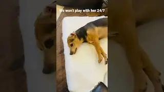 Mitzi&rsquo;s life struggles#dog#shorts#cute#funny#comedy#fyp