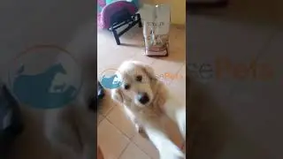 Customer Satisfaction 💙 - Lebanese Pets