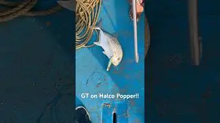 GT on Halco Popper!! #shorts #ytshorts #fishing