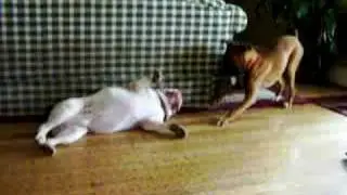 Spike the Bulldog Playing with Allie the Boxer