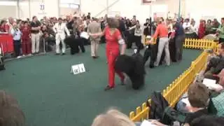 World Dog Show - Bratislava 2009 - Open class (males)