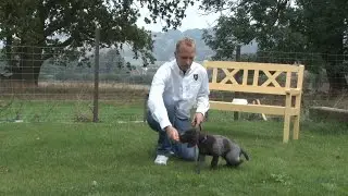 Puppy socilisation periods - Ross McCarthy MA