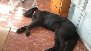 Sunny en Coma-ruga Sunny descansando