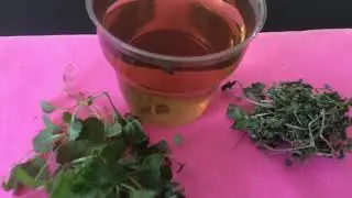 Yavşan Otu veronica persica nedir şifaları