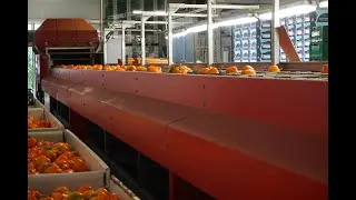 Complete pepper sorting and packing system
