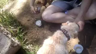 Frosty Paws Delight