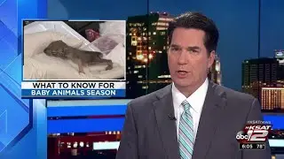 Do not touch! It's baby season for animals in wild