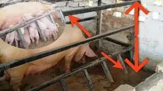 Pig farm | Farrowing Pen Size in my Pig farm | फैरोइंग पेन अकार | SD AGRO FARMS