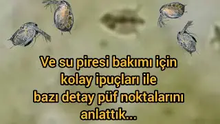 Su piresi ve yeşil su hakkında bilmeniz gerekenler #supiresi #yeşilsu