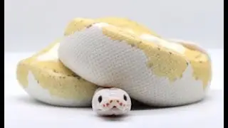 How old does a Ball Python have to be to breed?