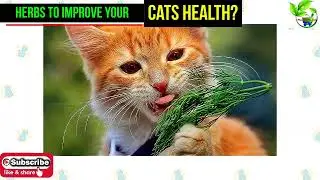 There Are Many Herbs That Are Good For Cats, But These Are The Best Of The Best!