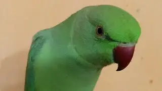 Dimpal Yadav 10.M views  is live ringneck parrot live stream 🦜🦜