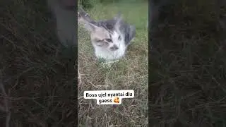 Ujel pemburu tikus 😀😂#cat#catlovers#kuvinglucu#kucingimut#kucing#subscribers#viewers