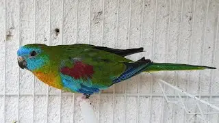 A AVE DA VEZ | O periquito mais colorido que você vai ver hoje |NEOPHEMA TURQUOISINE EM DETALHES