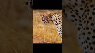 Top three fastest land animals in the world 🌍 the first one will shock you 😳#Top3#viral#animals