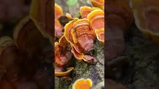 Before there were forests, there were fungi