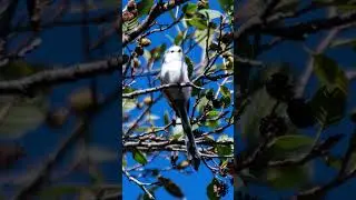 The Long-tailed Tit &ndash; Sweden&rsquo;s Fluffy Tail Bird 🤍✨