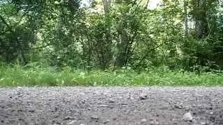 Evil in the Woods Teaser