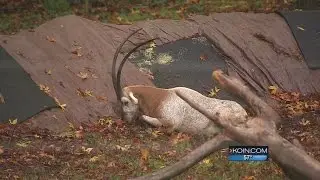 Oryx, horned animal native to Africa, seen in Forest Park