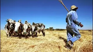 Eritrean music Dedicated (ተወፋይነት)