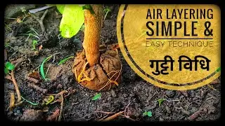 How to grow FRUIT plant with AIR LAYERING method | गूटी विधि से नए पौध कैसे तैयार करें