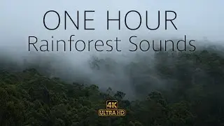 The Misty Rainforest: Calming Sounds & Lush Scenery (4K)