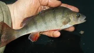 Top winter tips. Perch, chub and roach. Canal and brook fishing.