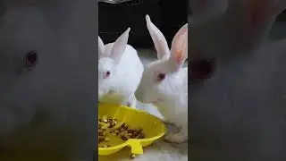 Chana Jor Garam | Remembering #Manojkumar #Bunnyfun