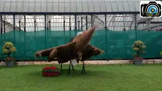 Lalbah independence day flower show | N Thedal