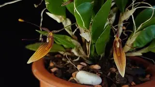 Цветение zootrophion alvaroi и restrepia brachypus
