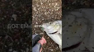 Ловля окуня на калифорнийском прибойном окуне #surfperch