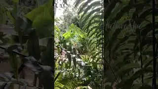 Tune into nature 🎧 with these ambient sounds from the island 🏝️