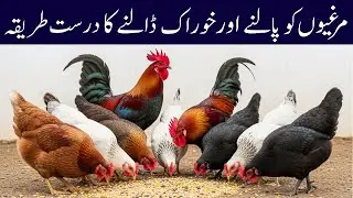 This is how to start Desi Chicken Farm at low cost I Desi Murgi Farm | Feeding & Eggs Complete Guide