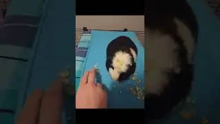 #pets #guineapighome #pet #cat #guineapig #puppy #rodent #cute