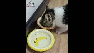 L&rsquo;Histoire Touchante de Rusty &mdash; Ce Chaton Perdu Qui a Trouv&eacute; une Nouvelle Vie ❤️ (Sauvetage R&eacute;el)