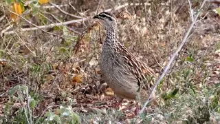 Crested Francolin Calling
