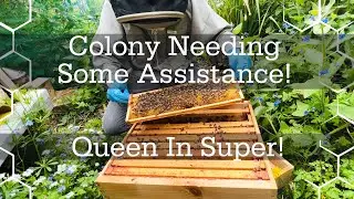 Queen laying in treated supers & not building in brood box! Hive needing assistance