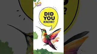 Hummingbird's Heart Beat? | Fun Animal Fact for Kids #olivektoons