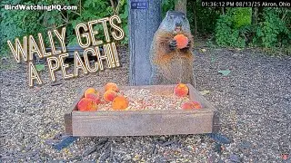 Wally Gets a Peach!! 🍑 @ BWHQ - 8.13.25