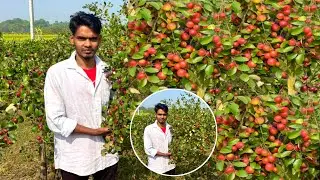 Miss India Apple Ber Fruit Vlog Video 📸 Fresh Red Apple Ber Farming Vlog or video 
