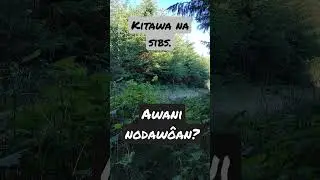 Abenaki Language. How to say Listen! Who do you hear?🪶#abenaki  #hawk #nodaw&ocirc;