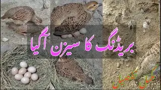 Teetar ka breeding season kab aigy | teetar ke breed nekalny ka asaz tareeka #birds #teetar #viral 