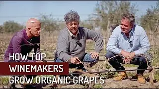 120-Year-Old Organic Vineyard Tour at Lagarde Winery