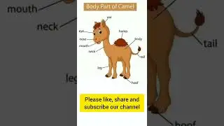 body parts of camel l #trendingshorts #youtubeshorts