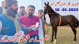 Ghora Mandi Aminpur Bangla Faisalabad | Horse For Sale 2025