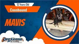 Dog Trainers Fort Wayne | 12 Year Old | Coonhound | Off Leash K9 Training Fort Wayne