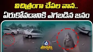Fish Rain In Iran | Social Media Stunned By Rare Phenomenon | Mic Tv Muchatlu